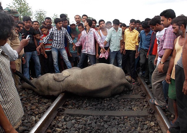 Τέσσερις ελέφαντες σκοτώθηκαν από σύγκρουση με τρένο