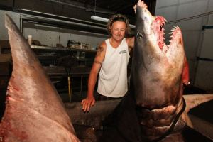 Έπιασαν τον μεγαλύτερο ρυγχοκαρχαρία στον κόσμο