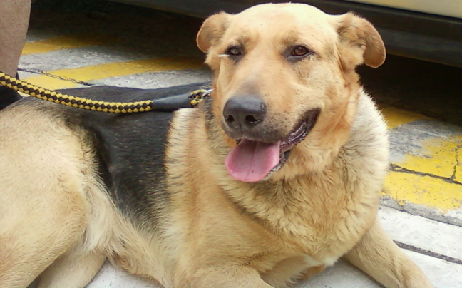 Βρέθηκε σκύλος στα Άνω Ιλίσια