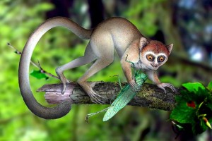 Μικροσκοπικοί πίθηκοι οι πρόγονοι του ανθρώπου σύμφωνα με έρευνα