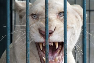 Σπάνια λιοντάρια αλμπίνο βρέθηκαν σε αποθήκη μετά από έφοδο