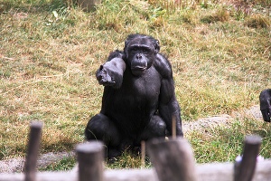 Χιμπατζήδες και μωρά κάνουν τις ίδιες χειρονομίες