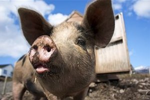 Προβλήματα στα γουρούνια από τις μεταλλαγμένες ζωοτροφές