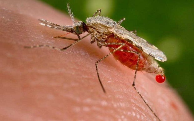 Οσμές του ανθρώπινου σώματος προσελκύουν τα κουνούπια