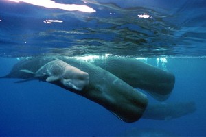 Πώς οι φάλαινες κρατούν την αναπνοή τους για 90 λεπτά