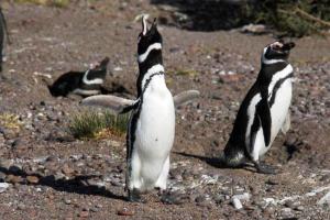 Δυο εκατ. τόνους θαλασσινά καταβροχθίζουν οι πιγκουίνοι του Μαγγελάνου