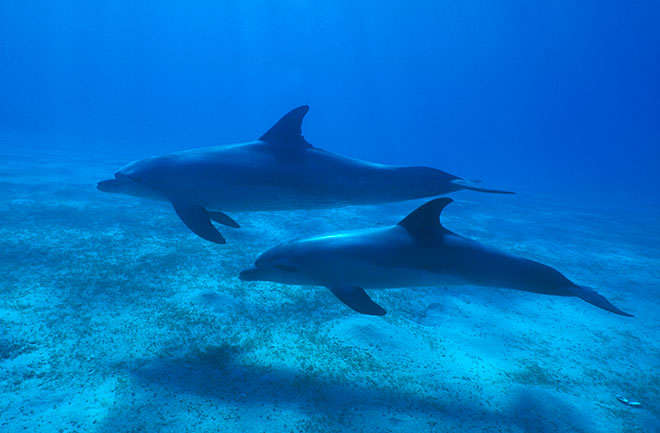 Ραντάρ εντοπισμού ηλεκτρονικών εμπνευσμένο από δελφίνια