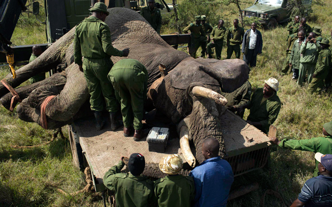 Γιγάντια επιχείρηση για δέκα ελέφαντες