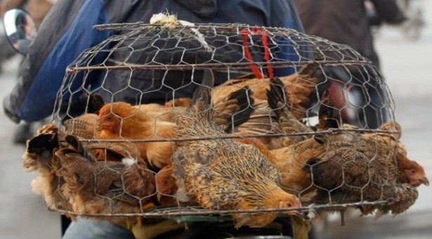 Μολύνθηκε από ψευδοπανώλη το 15% της κυπριακής πτηνοτροφίας