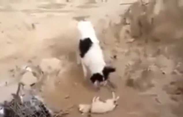 Σκυλίτσα θάβει νεκρό κουτάβι