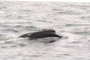 Σπάνια φάλαινα εντοπίστηκε για πρώτη φορά μετά από 61 χρόνια
