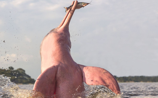 Σπάνιο ροζ δελφίνι εντοπίστηκε στον Αμαζόνιο