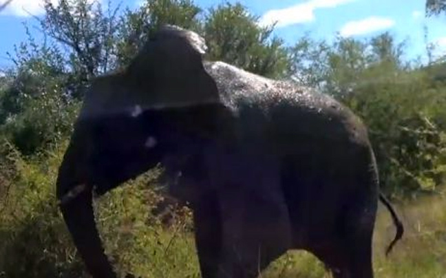 Ελέφαντας κατά τουριστών σε σαφάρι