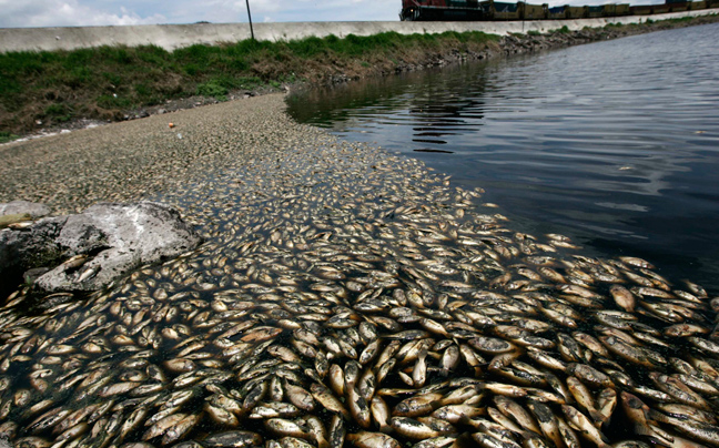 Χιλιάδες νεκρά ψάρια σε ποτάμι του Μεξικού