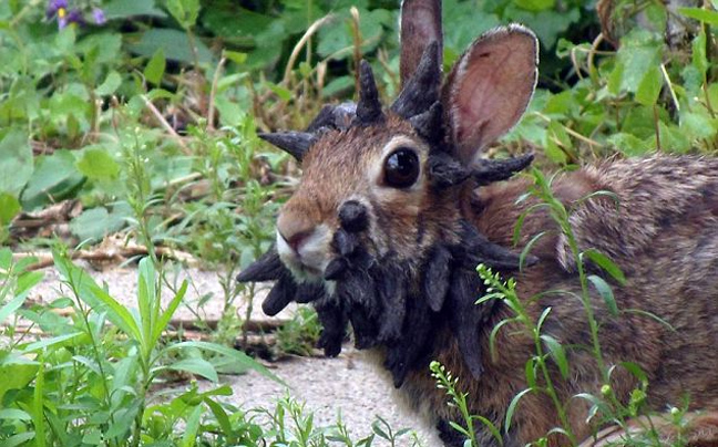 Ο&#8230; κερασφόρος λαγός και ο μύθος του «jackalope»