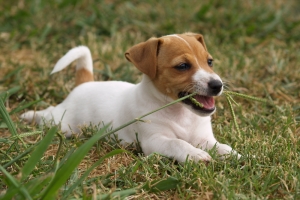 Ερευνητές εξετάζουν γιατί οι σκύλοι τρώνε γρασίδι