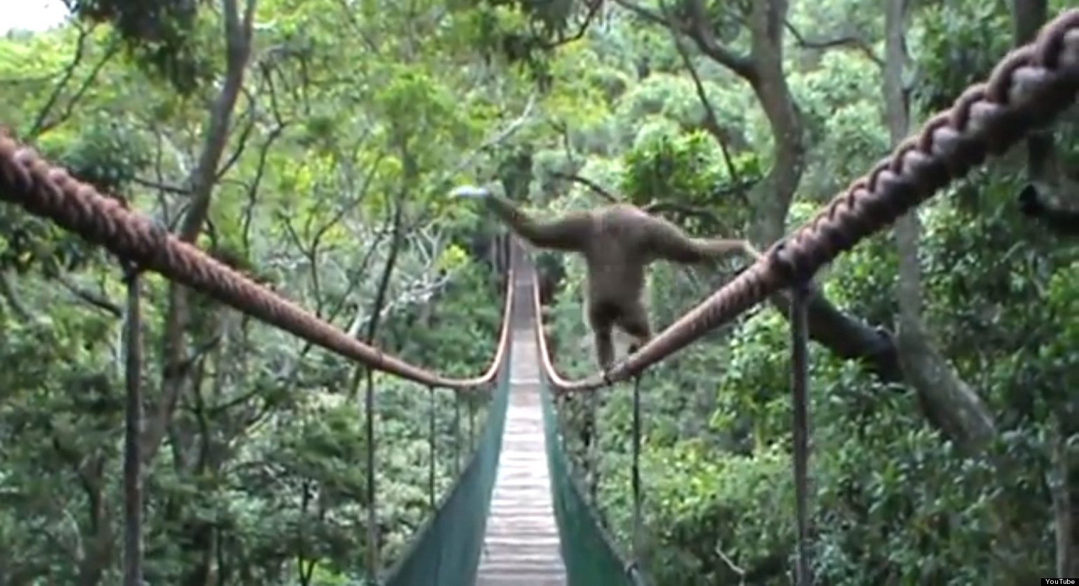 Πίθηκος ακροβατεί σε τεντωμένο σχοινί
