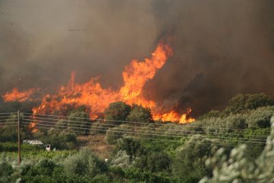 Χιλιάδες αιωνόβιες ελιές καίγονται σε πυρκαγιά που ξέσπασε στην Άμφισσα