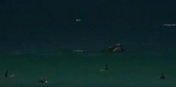 Φάλαινα χτύπησε με την ουρά της σέρφερ στην Αυστραλία