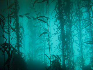 Αρχαίο υποβρύχιο δάσος αποκάλυψε ο τυφώνας Κατρίνα