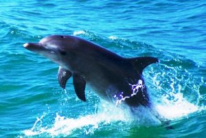 Δελφίνια πεθαίνουν μαζικά στην Ιταλία