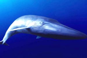 Θα αναζητήσουν την πιο μοναχική φάλαινα του πλανήτη