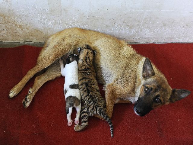 Σκύλος υιοθέτησε τίγρη