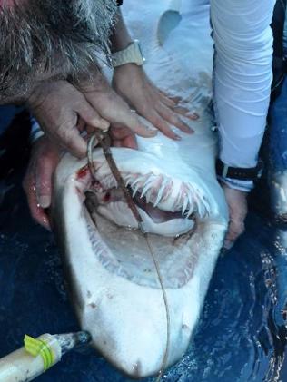 Αφαίρεσαν αγκίστρι καρφωμένο στο σαγόνι καρχαρία