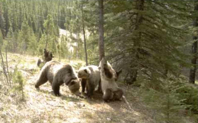 Ξύπνησαν οι αρκούδες προαναγγέλλοντας την άνοιξη
