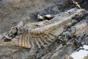 Γιγάντια ουρά δεινοσαύρου ανακαλύφθηκε στο Μεξικό