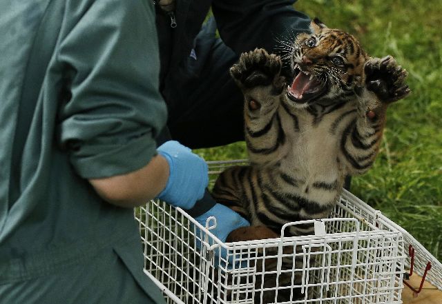 Ιατρικές εξετάσεις για τη μικρή τίγρη