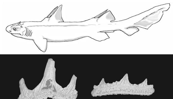 «Διαβολικός» καρχαρίας ανακαλύφθηκε στην Αριζόνα