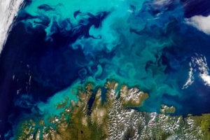 Η κλιματική αλλαγή «σπρώχνει» τα θαλάσσια είδη στους πόλους