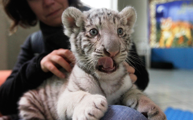 Λευκή τίγρη της Βεγγάλης γεννήθηκε στο Περού