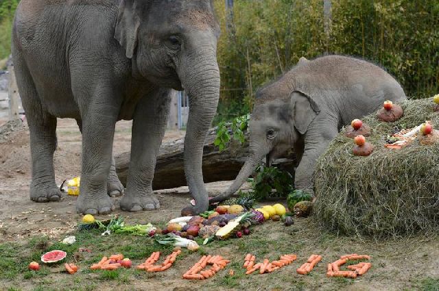 Τα χαρούμενα γενέθλια του μικρού ελέφαντα