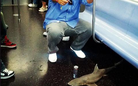 Καρχαρίας βρέθηκε σε βαγόνι του μετρό!