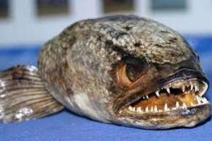 Γιγάντιο ψάρι «τέρας» στις ΗΠΑ έσπασε το παγκόσμιο ρεκόρ