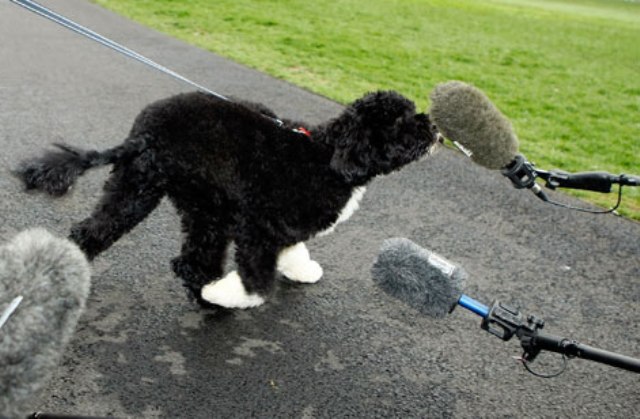 Ο σκύλος του Ομπάμα ποζάρει στο οβάλ γραφείο