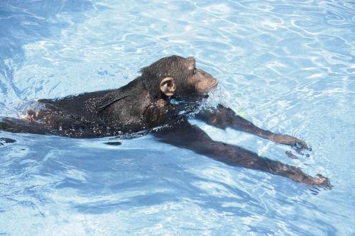 Οι πίθηκοι μπορούν να διδαχτούν κολύμπι