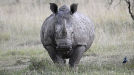 Σκότωσαν ρινόκερο στο Εθνικό Πάρκο του Ναϊρόμπι