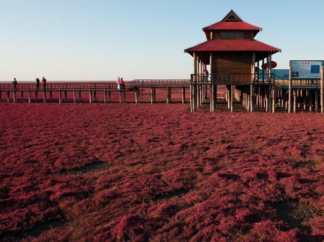 Αποτέλεσμα εικόνας για Κίνα η μοναδική παραλία στον κόσμο που είναι κόκκινη