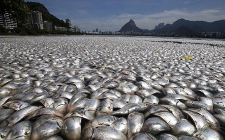 Χιλιάδες νεκρά ψάρια κοντά στο Ολυμπιακό Πάρκο του Ρίο