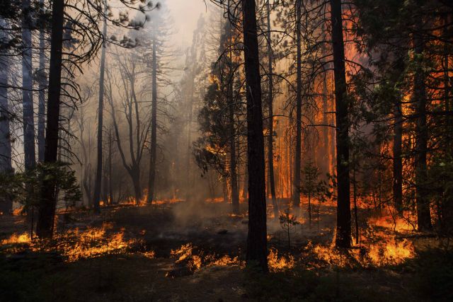 Υπό πλήρη έλεγχο η φωτιά στο Εθνικό Πάρκο Γιοσέμιτι