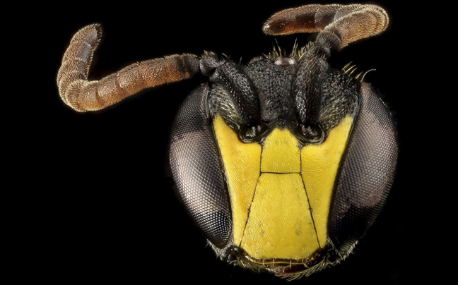 Ο εντυπωσιακός και παράξενος κόσμος της μέλισσας