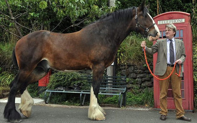 Αυτό είναι το ψηλότερο άλογο στην Ευρώπη