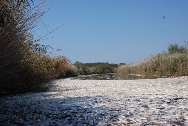 Χιλιάδες νεκρά ψάρια στην λίμνη Ισμαρίδα