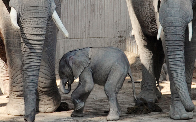 Η πρώτη γονιμοποίηση ελέφαντα με χρήση κατεψυγμένου σπέρματος