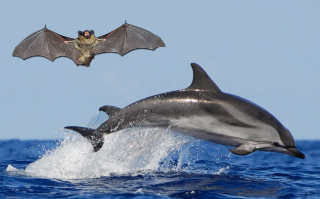 Δελφίνια και νυχτερίδες μακρινά ξαδέρφια