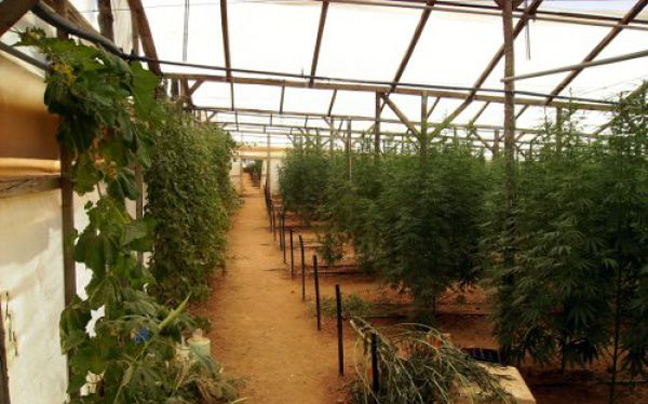 Εντοπίσαν… δάσος με 1.428 δενδρύλλια κάνναβης!