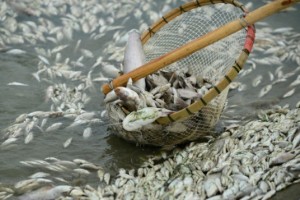 Eταιρεία χημικών δηλητηρίασε τόνους ψαριών σε ποταμό στην Κίνα